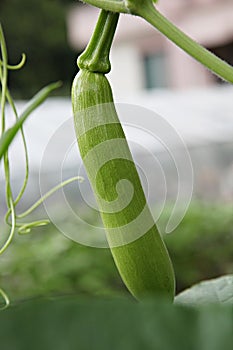 ItÃ¢â¬â¢s a korea crop